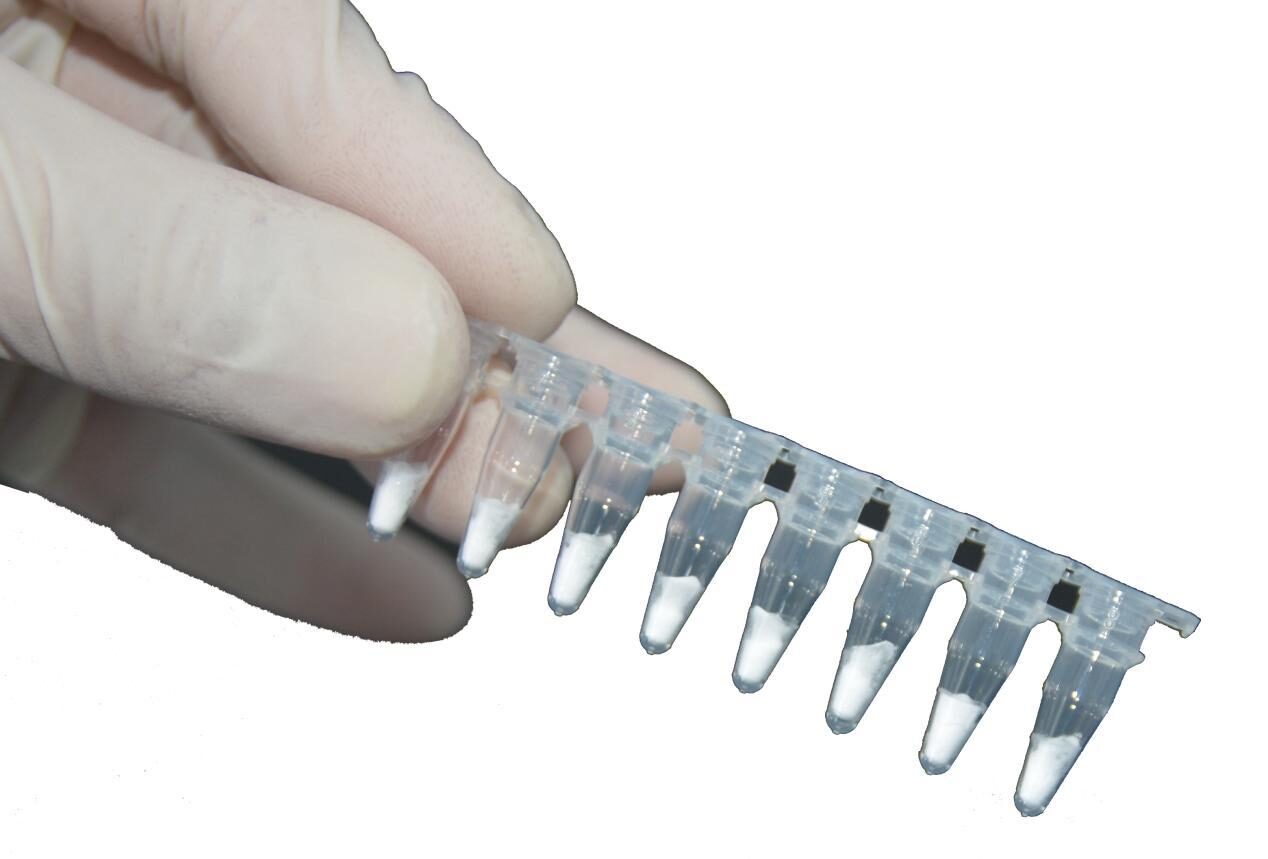 Gloved hand holding an eight-tube strip of lyophilised RAA reagent pellets
